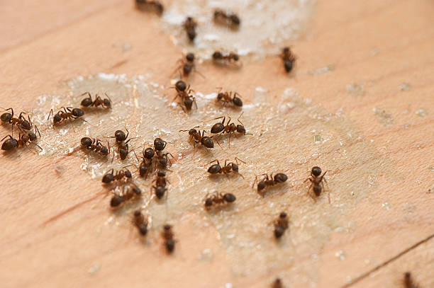 Best Pest Inspection Near Me  in Leith Hatfield, PA